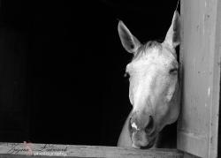 kůň - foto Zuzana Landnerová - FotoZuZa