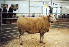 berrichon du cher - schok.cz