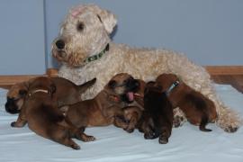 foto:Martina Binarová - Irish soft coated wheaten terrier  foto:Martina Binarová - Irish soft coated wheaten terrier