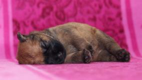 foto:Martina Binarová - Irish soft coated wheaten terrier  foto:Martina Binarová - Irish soft coated wheaten terrier