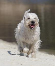 foto: Martina Binarová - Irish soft coated wheaten terrier  foto: Martina Binarová - Irish soft coated wheaten terrier