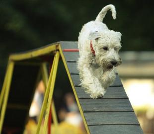 foto:Martina Binarová - Irish soft coated wheaten terrier  foto:Martina Binarová - Irish soft coated wheaten terrier