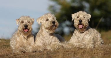 foto:Martina Binarová - Irish soft coated wheaten terrier  foto:Martina Binarová - Irish soft coated wheaten terrier