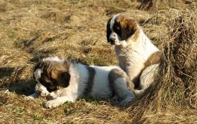 moskevský strážní pes - foto: Olga Daňková moskevský strážní pes - foto: Olga Daňková