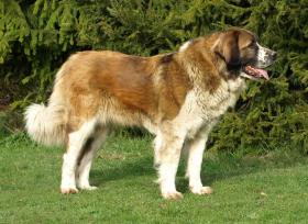  Moskevský strážní pes - Olga Daňková