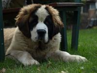 moskevský strážní pes - foto: Olga Daňková