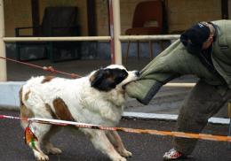 moskevský strážní pes - foto: Olga Daňková