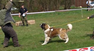 moskevský strážní pes - foto: Olga Daňková