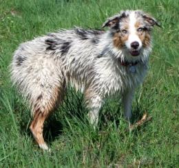 australský ovčák - foto: Kateřina Ševčková australský ovčák - foto: Kateřina Ševčková