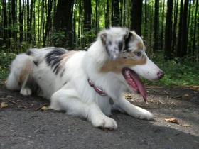 australský ovčák Kateřina Ševčková australský ovčák Kateřina Ševčková