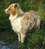 australský ovčák - foto: Kateřina Ševčková australský ovčák - foto: Kateřina Ševčková