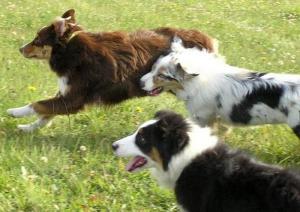 australský ovčák - foto: Kateřina Ševčková australský ovčák - foto: Kateřina Ševčková