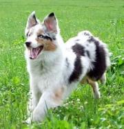 australský ovčák - foto: Kateřina Ševčková australský ovčák - foto: Kateřina Ševčková