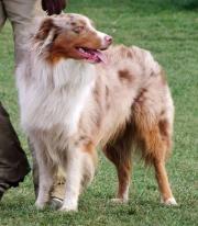 australský ovčák - foto: Kateřina Ševčková australský ovčák - foto: Kateřina Ševčková