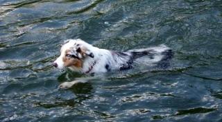 australský ovčák - foto: Kateřina Ševčková australský ovčák - foto: Kateřina Ševčková