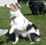 australský ovčák - foto: Kateřina Ševčková australský ovčák - foto: Kateřina Ševčková