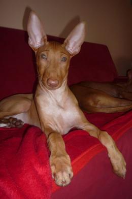 Faraonský chrt Kateřina Hrubá