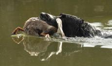 velký münsterlandský ohař - foto - Václav Přibáň