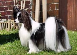 malý kontinentální španěl - papillon - foto: Marcela Blahutová