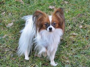 Papillon Marcela Blahutová