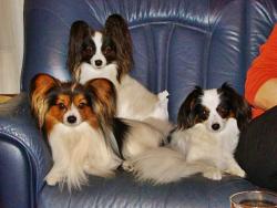 malý kontinentální španěl - papillon - foto: Marcela Blahutová