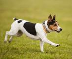 Coursing Ješín - foto: Pes Jíra