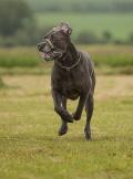 Coursing Ješín - foto: Pes Jíra