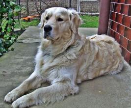 zlatý retriever - foto: Veronika Čaklošová zlatý retriever - foto: Veronika Čaklošová