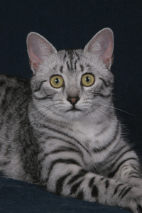 Egyptská Mau - foto - Lenka Kolbabová