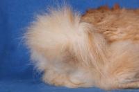 Kurilský bobtail Hanka Buchtová