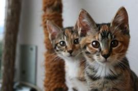 Kurilský bobtail Hanka Buchtová