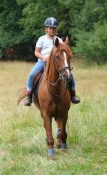 Český teplokrevník Český teplokrevník