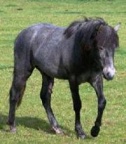 Camargue