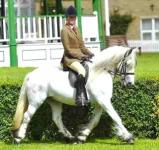 Fells Pony