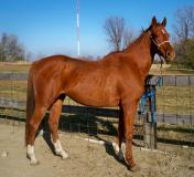 Thoroughbred