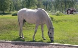 švédský teplokrevník