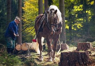 českomoravský belgický kůň - foto: Helena Görnerová - equichannel.cz