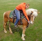 Haflinger Andrea Burkotová