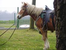 Haflinger Andrea Burkotová