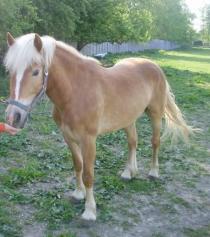 Haflinger Andrea Burkotová