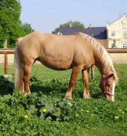  Haflinger Andrea Burkotová