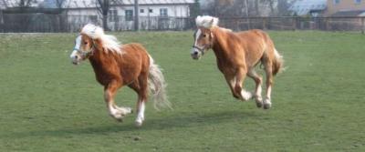 Haflinger Andrea Burkotová