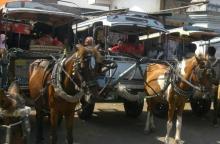 Indonesian pony horses