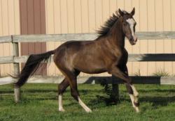 Akhal Teke