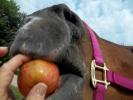 kůň a jablko