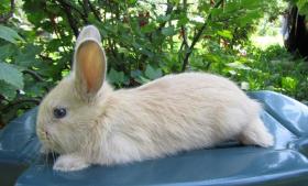 český lustič - Simon - samec - Eva Černá