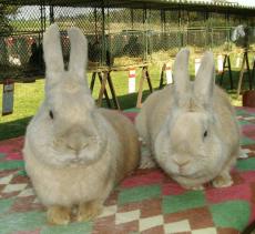 Český luštič Wol import - Eva Černá Český luštič Wol import - Eva Černá