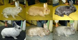 rázy - králík malý stříbřitý - KLUB CHOVATELŮ KRÁLÍKŮ STŘÍBŘITÝCH MALÝCH BRNO rázy - králík malý stříbřitý - KLUB CHOVATELŮ KRÁLÍKŮ STŘÍBŘITÝCH MALÝCH BRNO