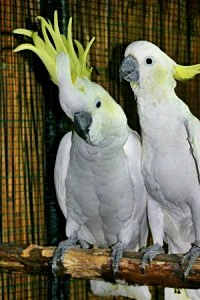 Kakaduové - Roman Strouhal - papouskov.cz Kakaduové - Roman Strouhal - papouskov.cz