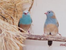 motýlek rudouchý - Tomáš Prachař